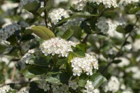 Aronia prunifolia Viking 80- 100 cm