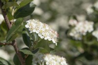 Aronia prunifolia Viking Sta C7,5 Krone mehrj. Sth. 80