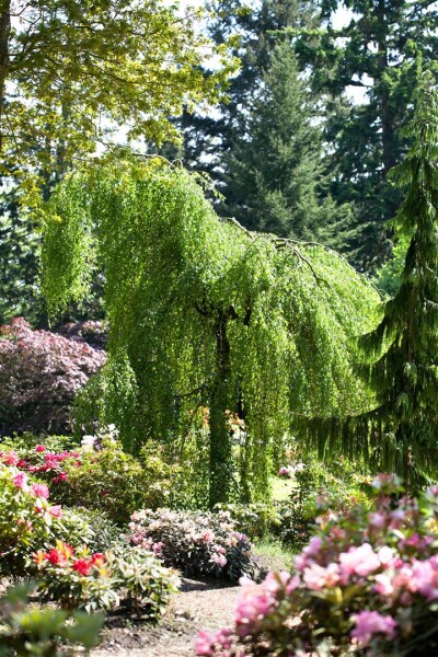 Betula pendula 125- 150 cm