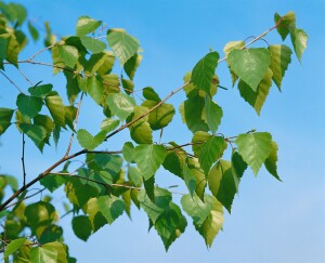 Betula pendula 125- 150 cm