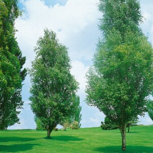 Betula pendula 125- 150 cm