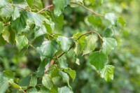 Betula pendula 125- 150 cm