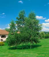 Betula pendula 125- 150 cm