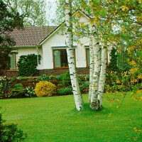 Betula pendula 125- 150 cm