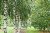 Betula pendula 125- 150 cm