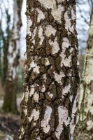 Betula pendula 125- 150 cm