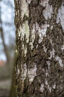 Betula pendula 125- 150 cm