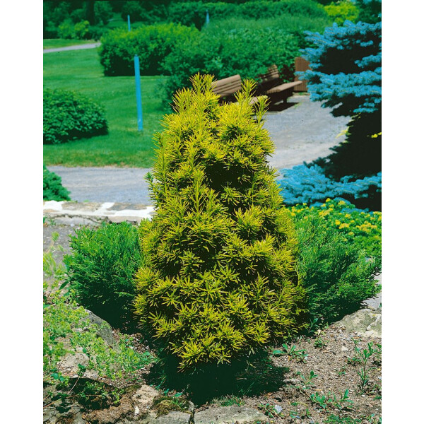 Taxus baccata Germers Gold