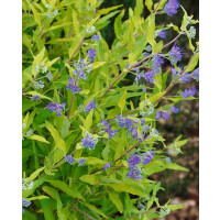 Caryopteris clandonensis Worchester Gold C 3
