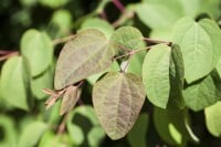 Cercidiphyllum japonicum 60- 80 cm