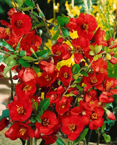 Chaenomeles Nicoline 40- 60 cm