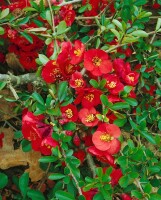 Chaenomeles Nicoline 40- 60 cm