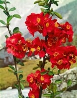 Chaenomeles Nicoline 40- 60 cm