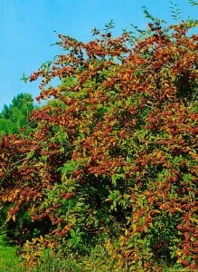 Cotoneaster watereri Cornubia 80- 100 cm