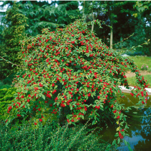 Cotoneaster watereri Pendulus