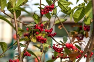 Cotoneaster watereri Pendulus 80- 100 cm