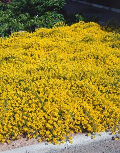 Genista pilosa Vancouver Gold C2 30- 40