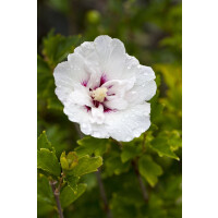 Hibiscus syriacus Pinky Spot