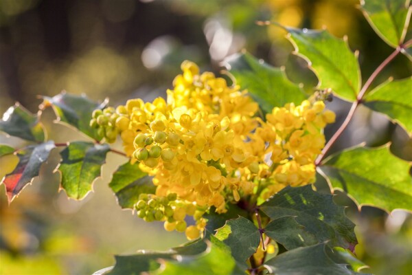 Mahonia aquifolium C3 30- 40