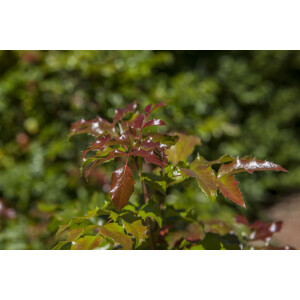 Mahonia aquifolium C3 30- 40