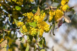 Mahonia aquifolium C3 30- 40