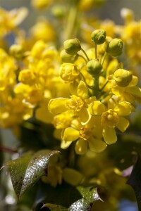 Mahonia aquifolium C3 30- 40