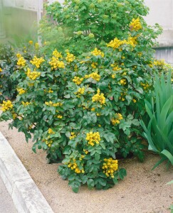 Mahonia aquifolium C3 30- 40