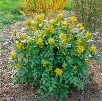 Mahonia aquifolium C3 30- 40