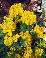 Mahonia aquifolium C3 30- 40