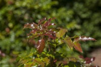 Mahonia aquifolium C3 30- 40