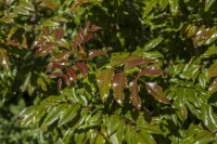 Mahonia aquifolium C3 30- 40