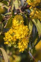 Mahonia aquifolium C3 30- 40