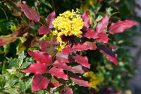 Mahonia aquifolium C3 30- 40