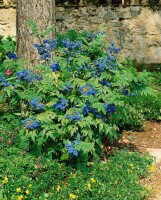 Mahonia aquifolium C3 30- 40