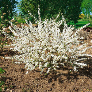 Prunus glandulosa Alboplena