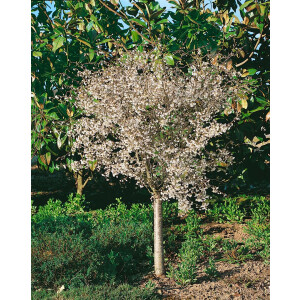 Prunus incisa Mikinori