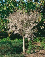 Prunus incisa Mikinori