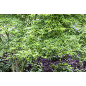 Acer palmatum Seiryu C 60- 80