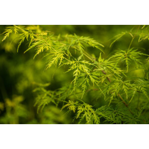 Acer palmatum Seiryu C 60- 80