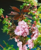 Prunus serrulata Royal Burgundy 60- 100 cm