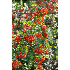 Pyracantha Mohave 80- 100 cm