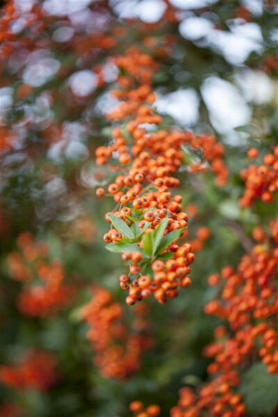 Pyracantha Saphyr Orange C2 gestäbt 60- 80