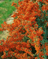 Pyracantha Saphyr Orange C2 gestäbt 60- 80