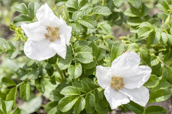 Rosa rugosa Alba 3L 40- 60