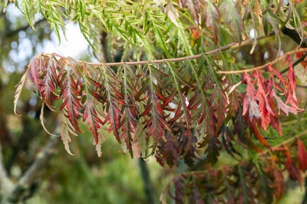 Rhus typhina Tiger Eyes 40- 60 cm