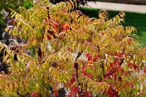 Rhus typhina Tiger Eyes 40- 60 cm