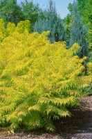 Rhus typhina Tiger Eyes 40- 60 cm