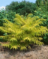 Rhus typhina Tiger Eyes 40- 60 cm