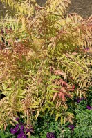 Rhus typhina Tiger Eyes 40- 60 cm