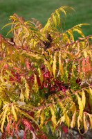 Rhus typhina Tiger Eyes 40- 60 cm